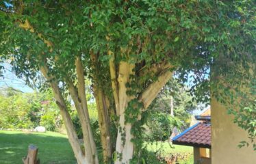 Chácara com 04 dormitórios e 1.340m² de área no Bairro Nova Serra Negra em Serra Negra – SP